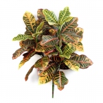 Croton plant x 3 75cm